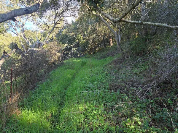 a view of a lush green space