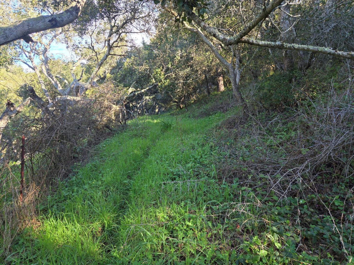 0 Paradise Road Salinas, CA 93907 - Photo 18 of 29 a view of a yard with a tree