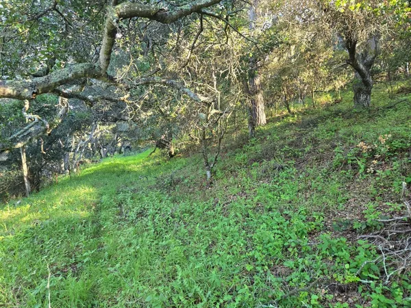 a view of a lush green forest