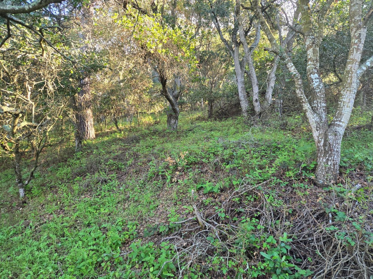 0 Paradise Road Salinas, CA 93907 - Photo 20 of 29 a view of a lush green forest