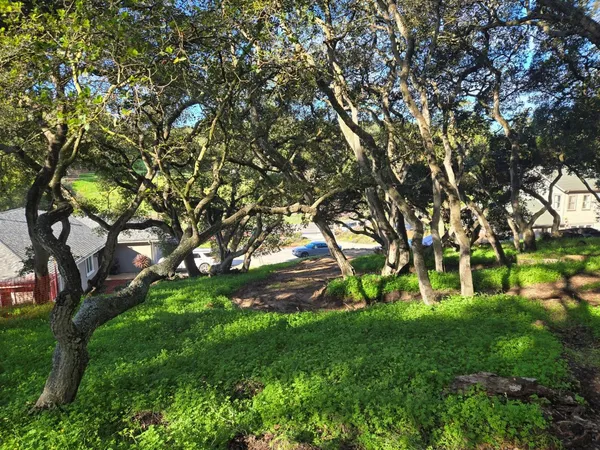 a green field with lots of trees
