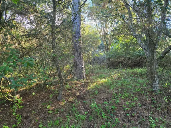 a view of a forest that has large trees