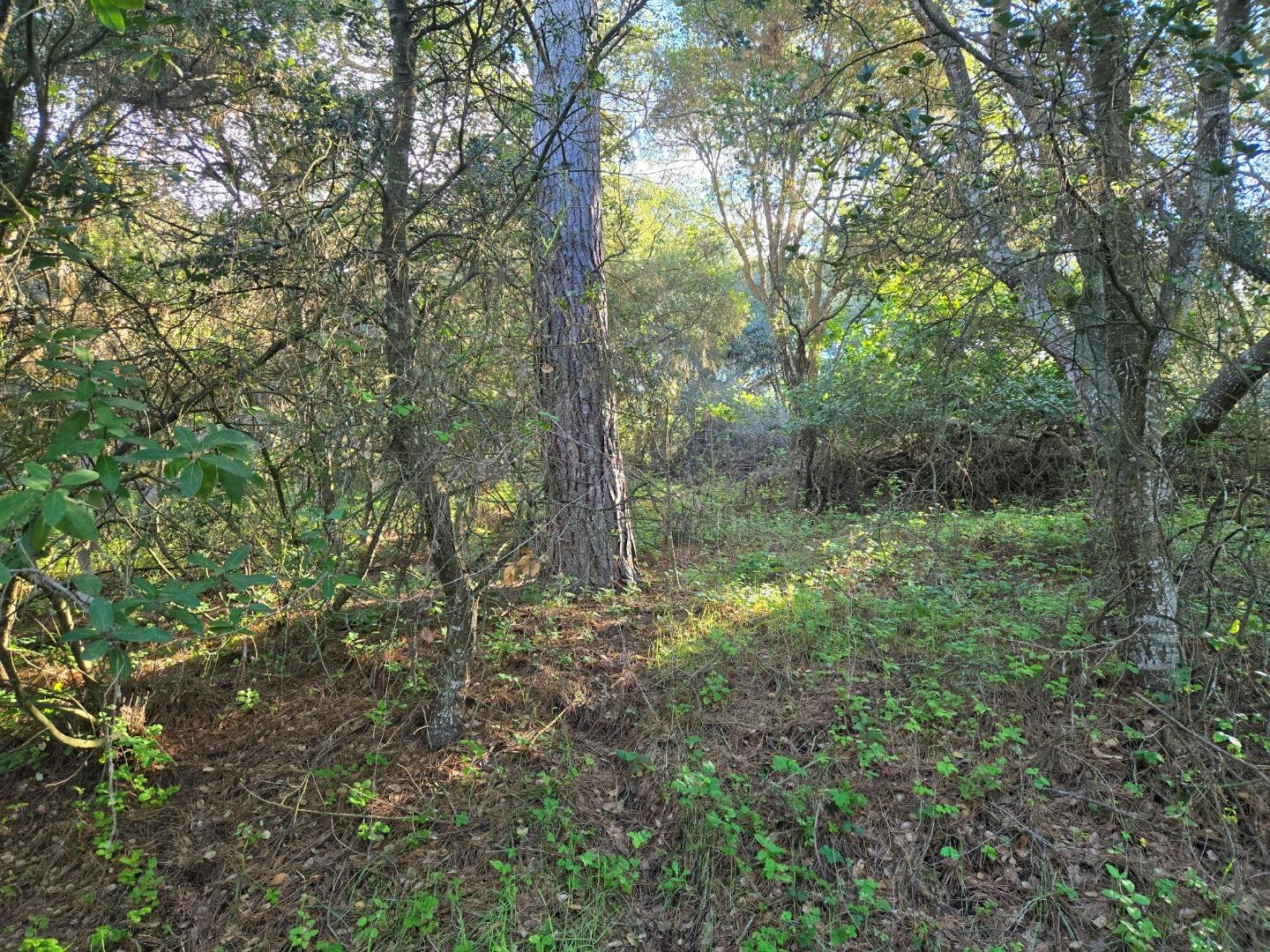 0 Paradise Road Salinas, CA 93907 - Photo 21 of 29 a view of outdoor space and green space