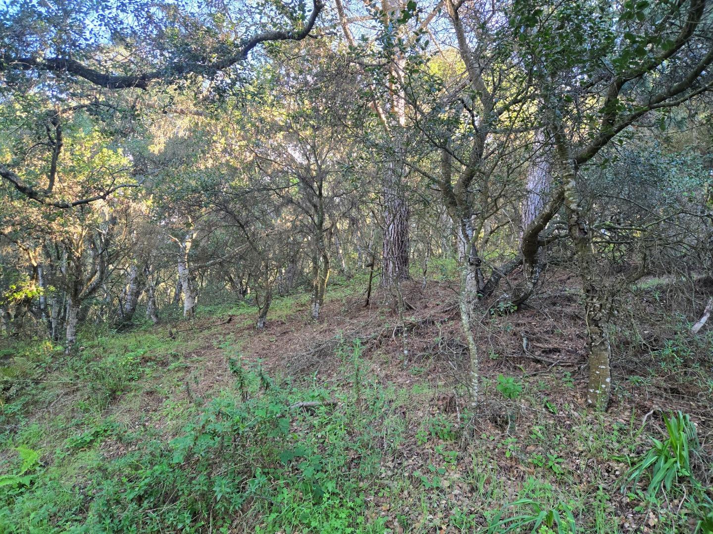 0 Paradise Road Salinas, CA 93907 - Photo 22 of 29 a view of a forest that has large trees
