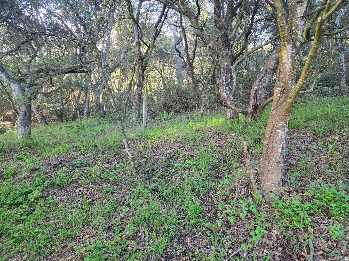 0 Paradise Road Salinas, CA 93907 - Photo 23 of 29 a view of a lush green forest