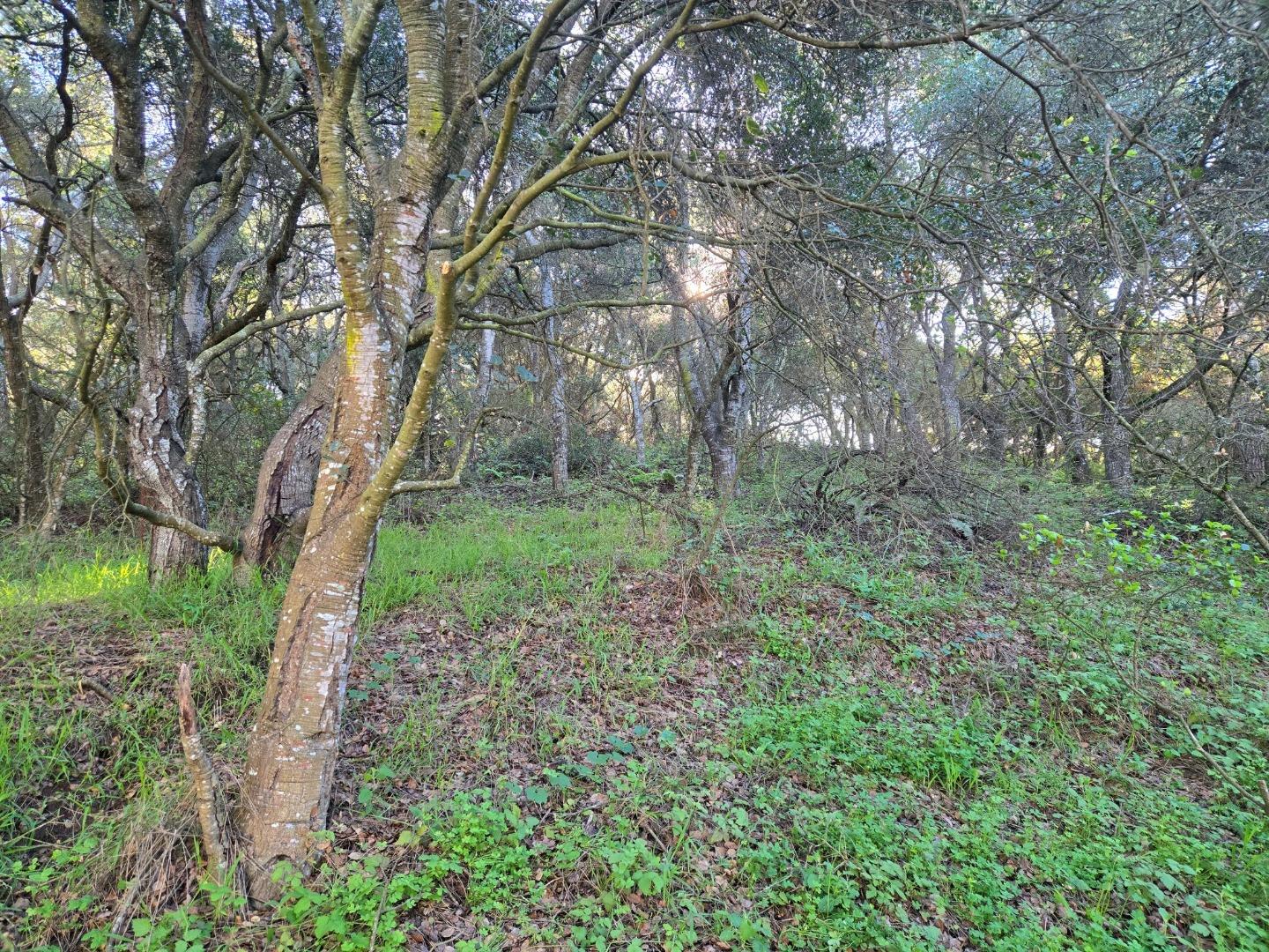 0 Paradise Road Salinas, CA 93907 - Photo 24 of 29 a big yard with lots of green space and house