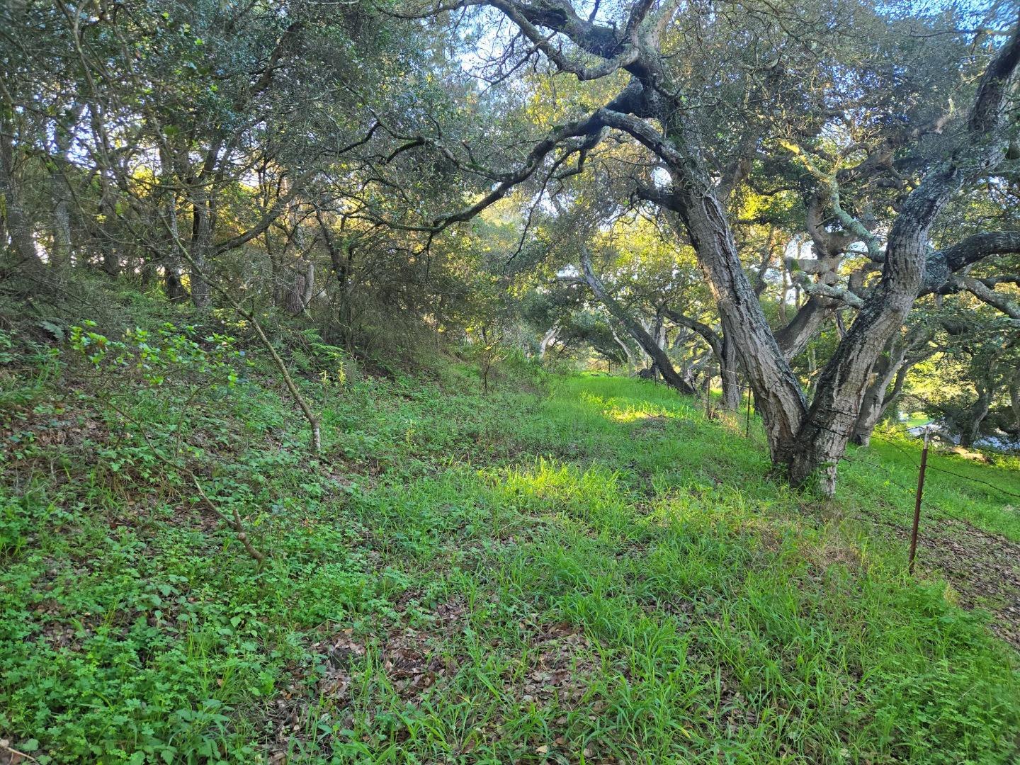 0 Paradise Road Salinas, CA 93907 - Photo 25 of 29 a view of lush green forest