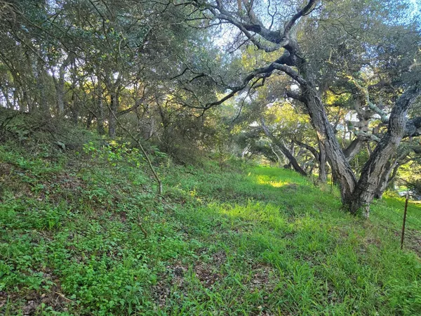 a backyard of a house with a tree
