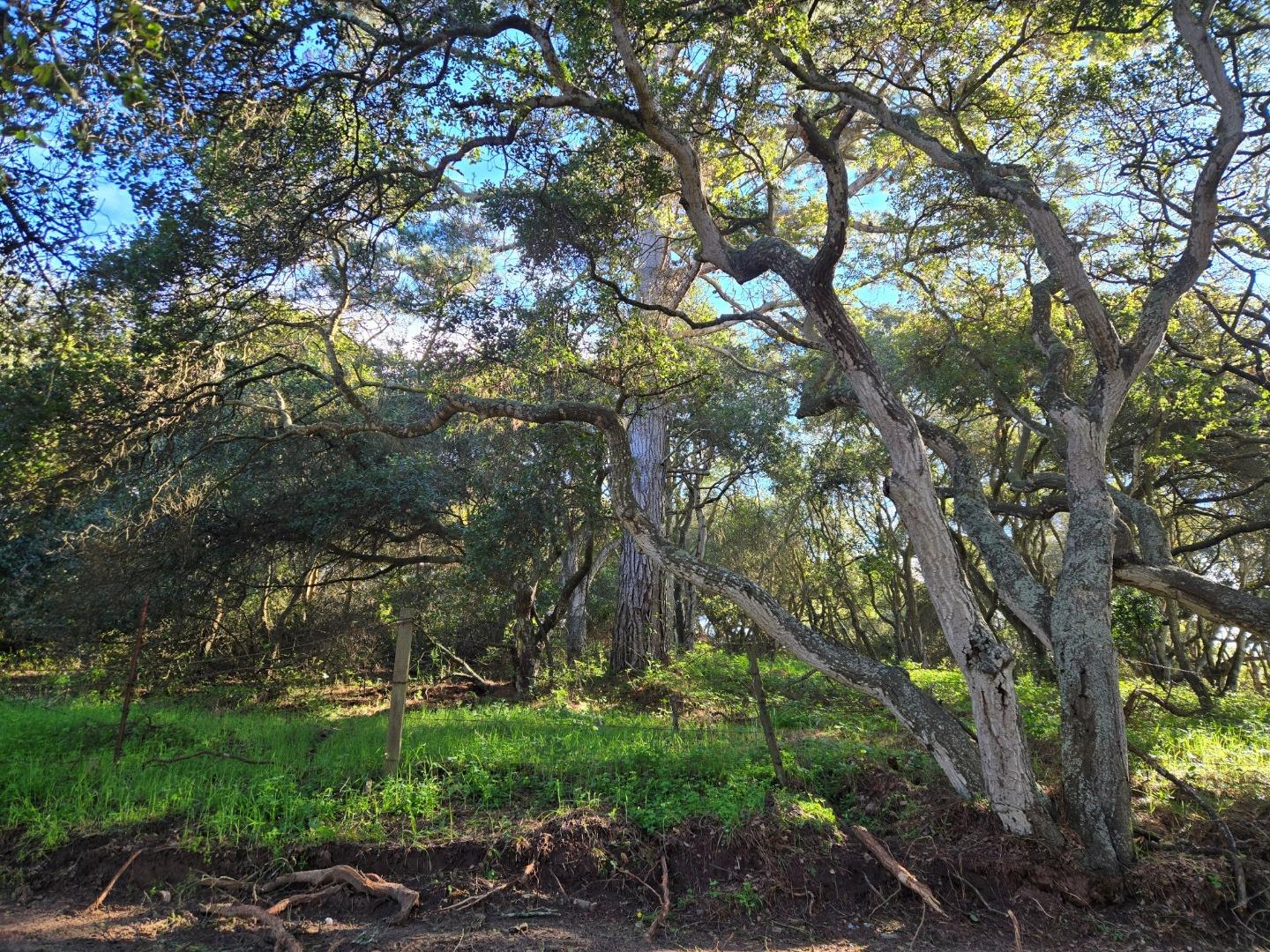 0 Paradise Road Salinas, CA 93907 - Photo 27 of 29 a backyard of a house with a tree