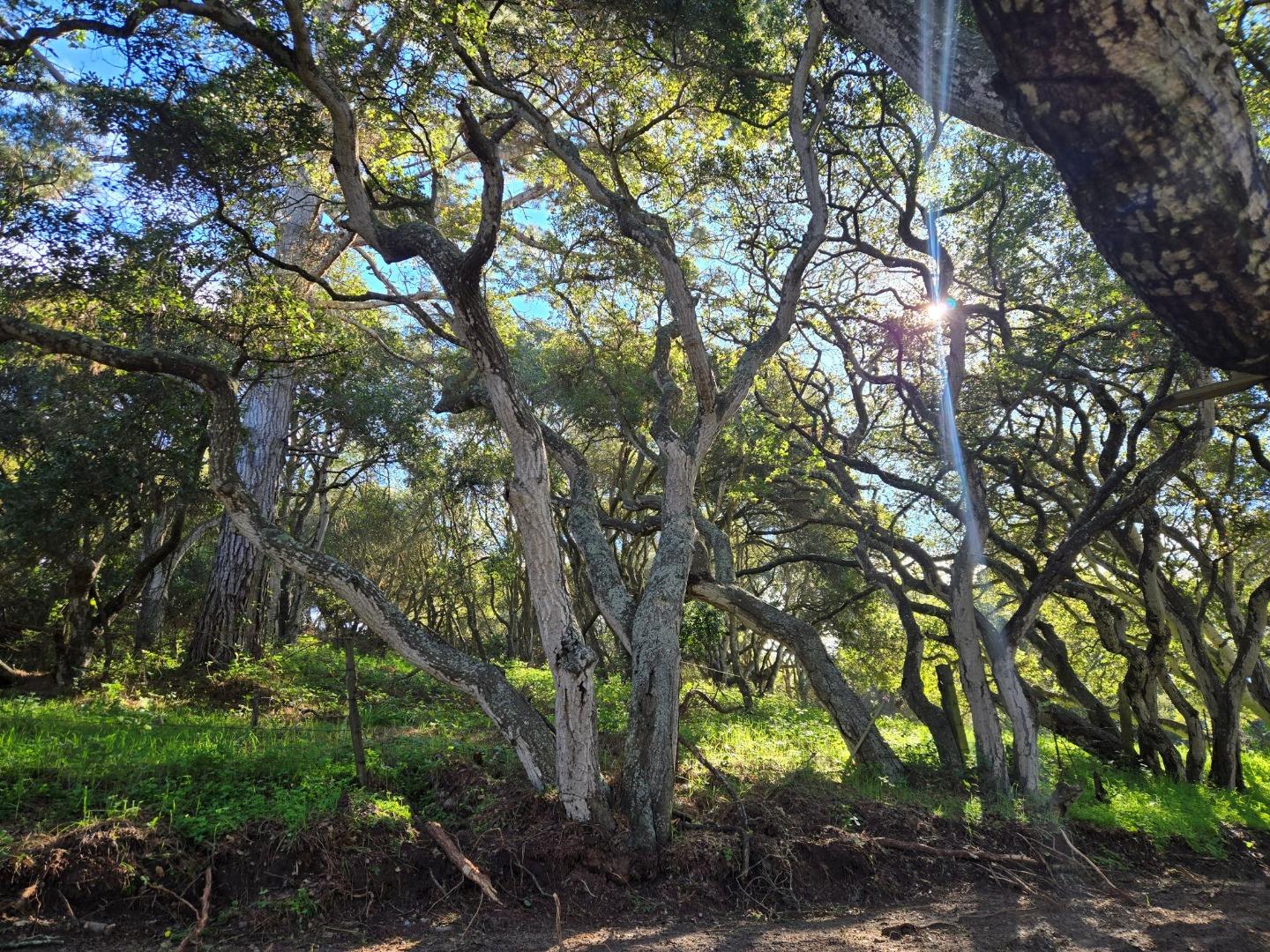 0 Paradise Road Salinas, CA 93907 - Photo 28 of 29 a view of tree