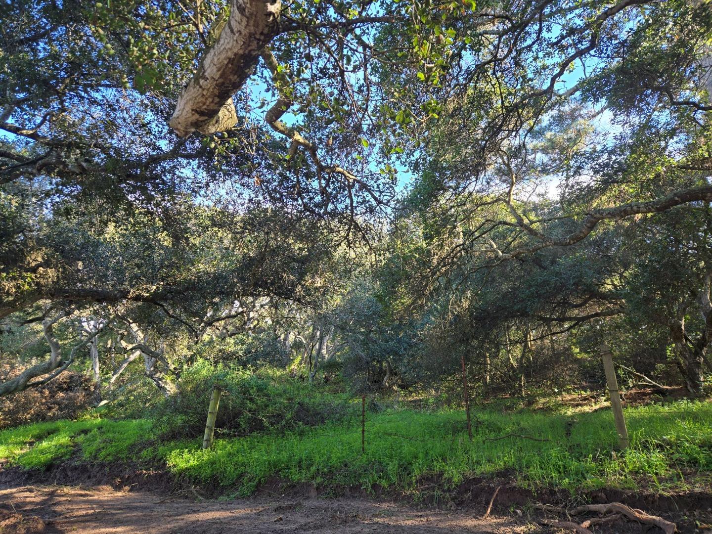 0 Paradise Road Salinas, CA 93907 - Photo 29 of 29 a picture of tree