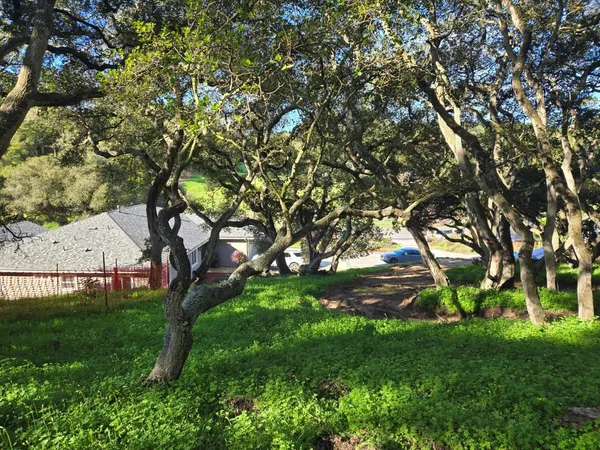 a view of green field with a tree