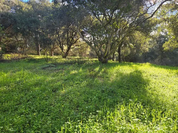 a view of backyard with green space