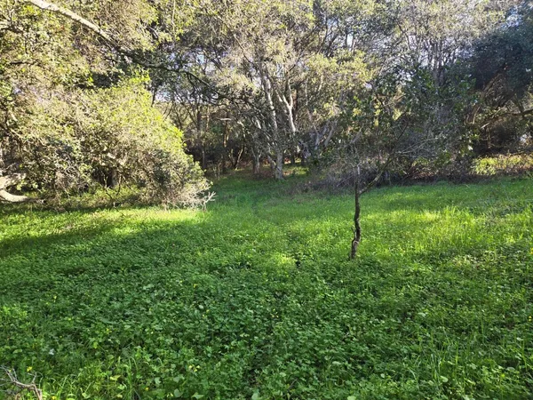 a backyard of a house with lots of green space