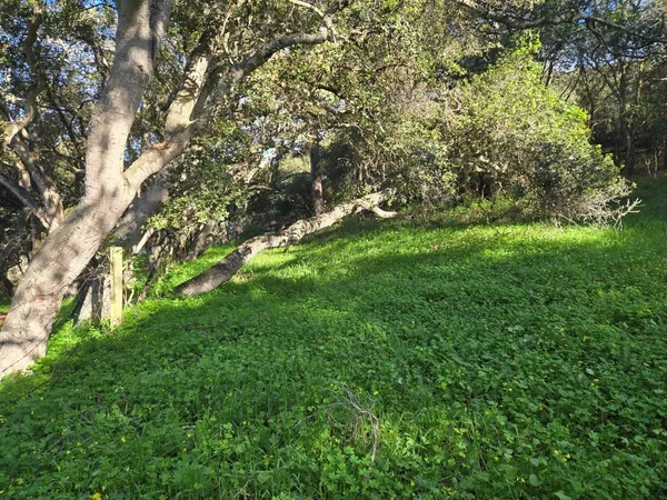 a view of yard with green space