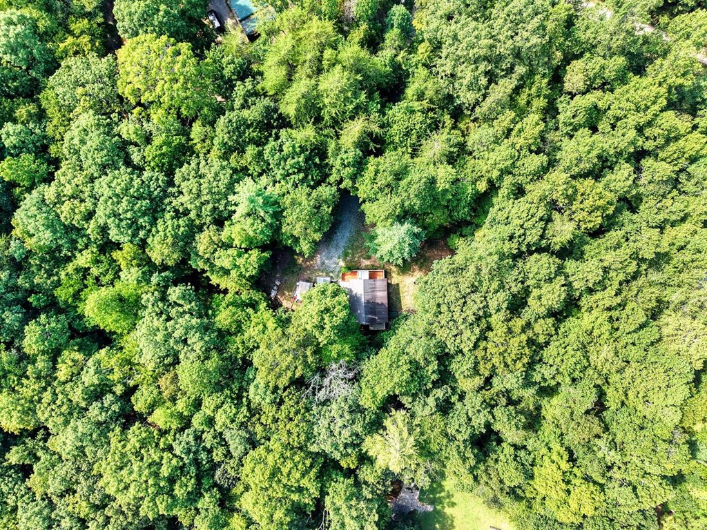 51 Cold Springs Trail Morganton, GA 30560 - Photo 20 of 40 a backyard of a house with a lots of plants