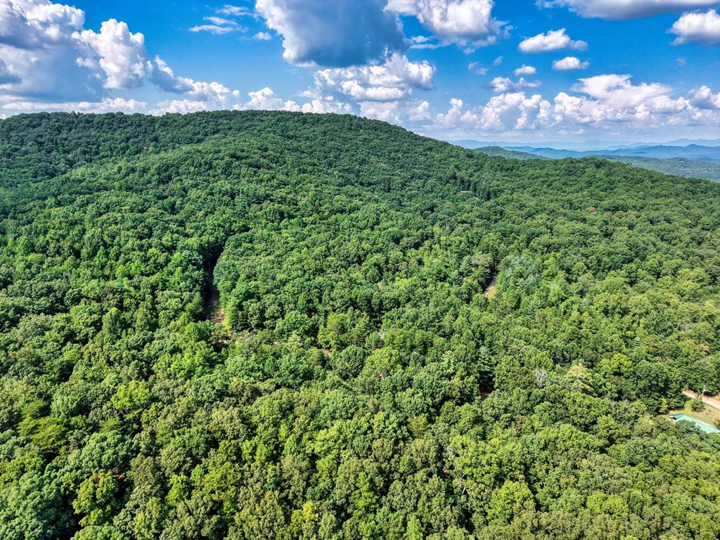 51 Cold Springs Trail Morganton, GA 30560 - Photo 8 of 40 a view of a big yard with a tree
