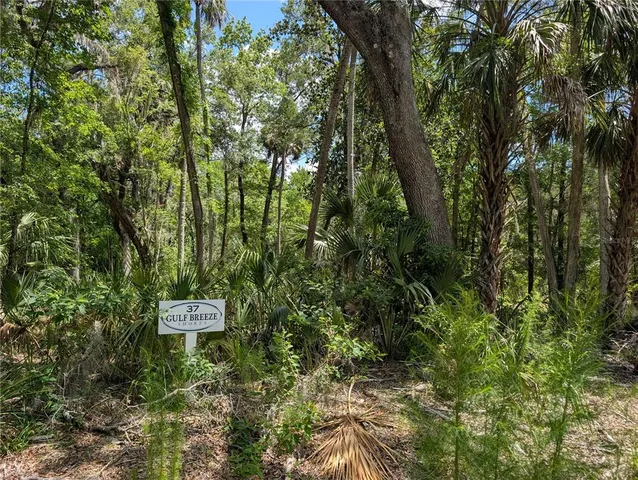a view of a forest with a tree