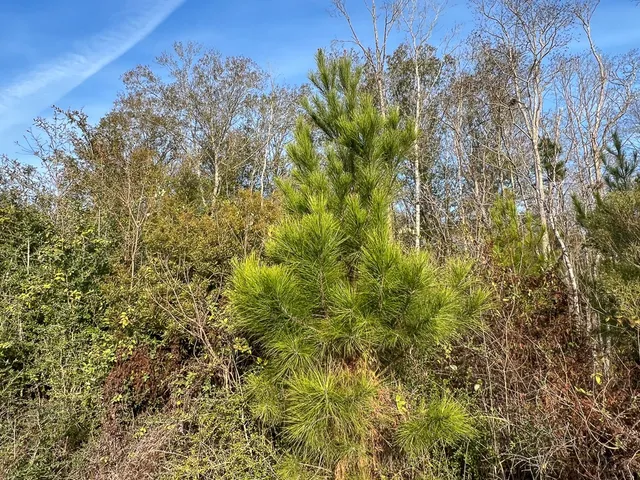 a view of a plants and small yard