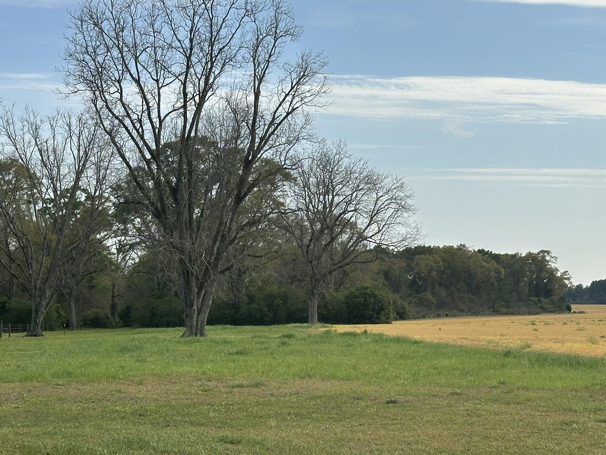 Tbd Vinson Ray Road Baker, FL 32531 - Photo 11 of 12 IMG_8197