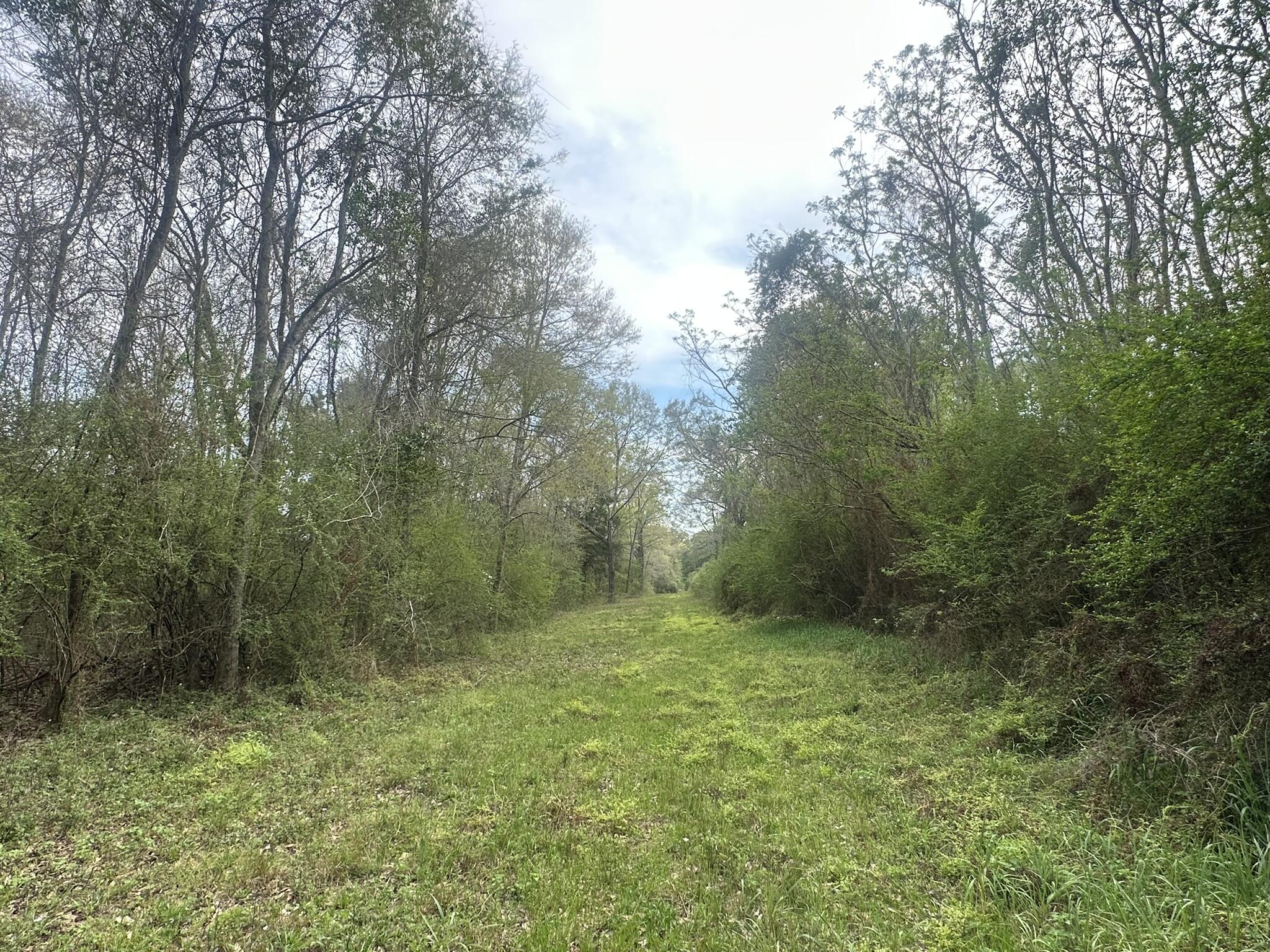 Tbd Vinson Ray Road Baker, FL 32531 - Photo 5 of 12 IMG_8182