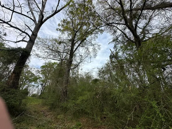 a view of a yard