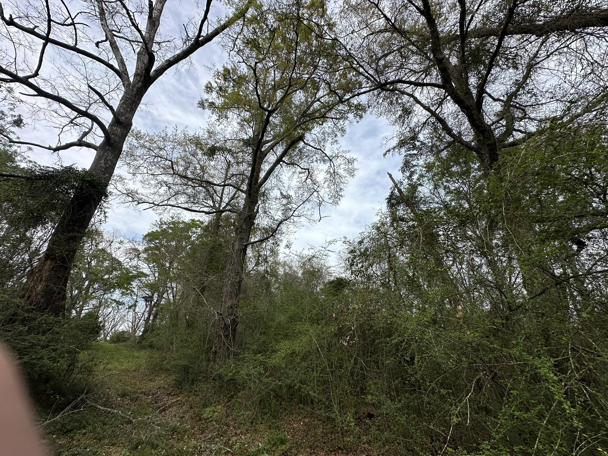 Tbd Vinson Ray Road Baker, FL 32531 - Photo 6 of 12 IMG_8183