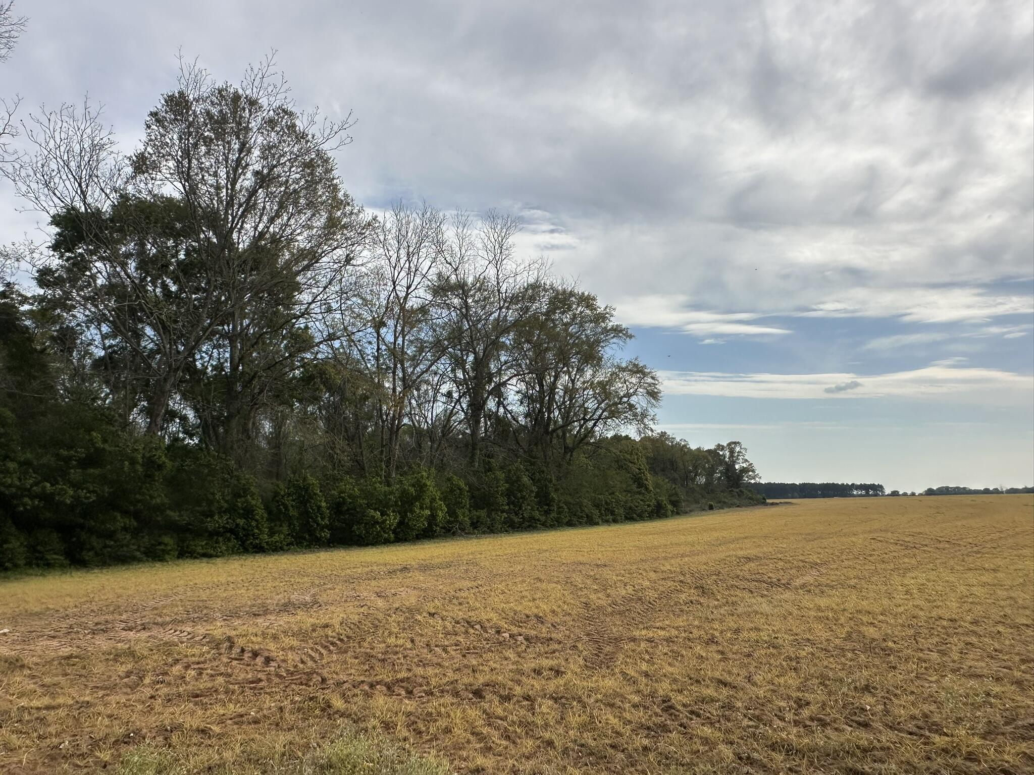 Tbd Vinson Ray Road Baker, FL 32531 - Photo 7 of 12 IMG_8184