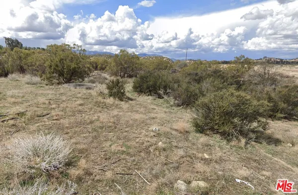 a view of a dry yard with lots of trees