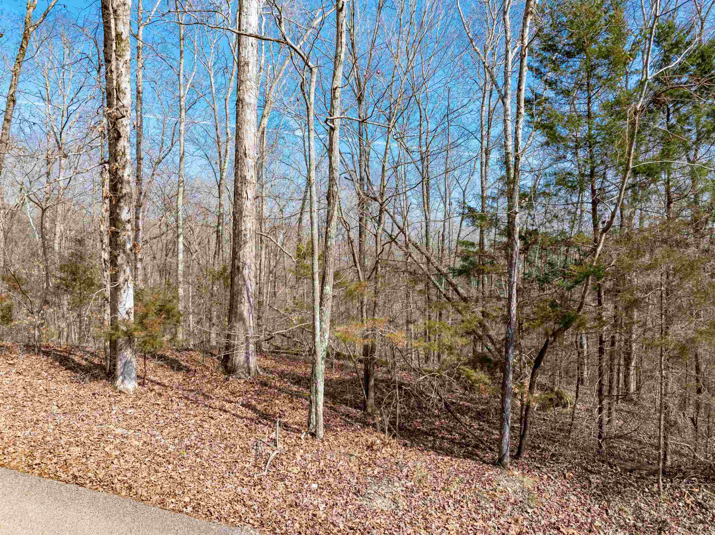 Lot 402 Fawn Ridge Road Parsons, TN 38363 - Photo 6 of 9 a backyard of a house with lots of green space
