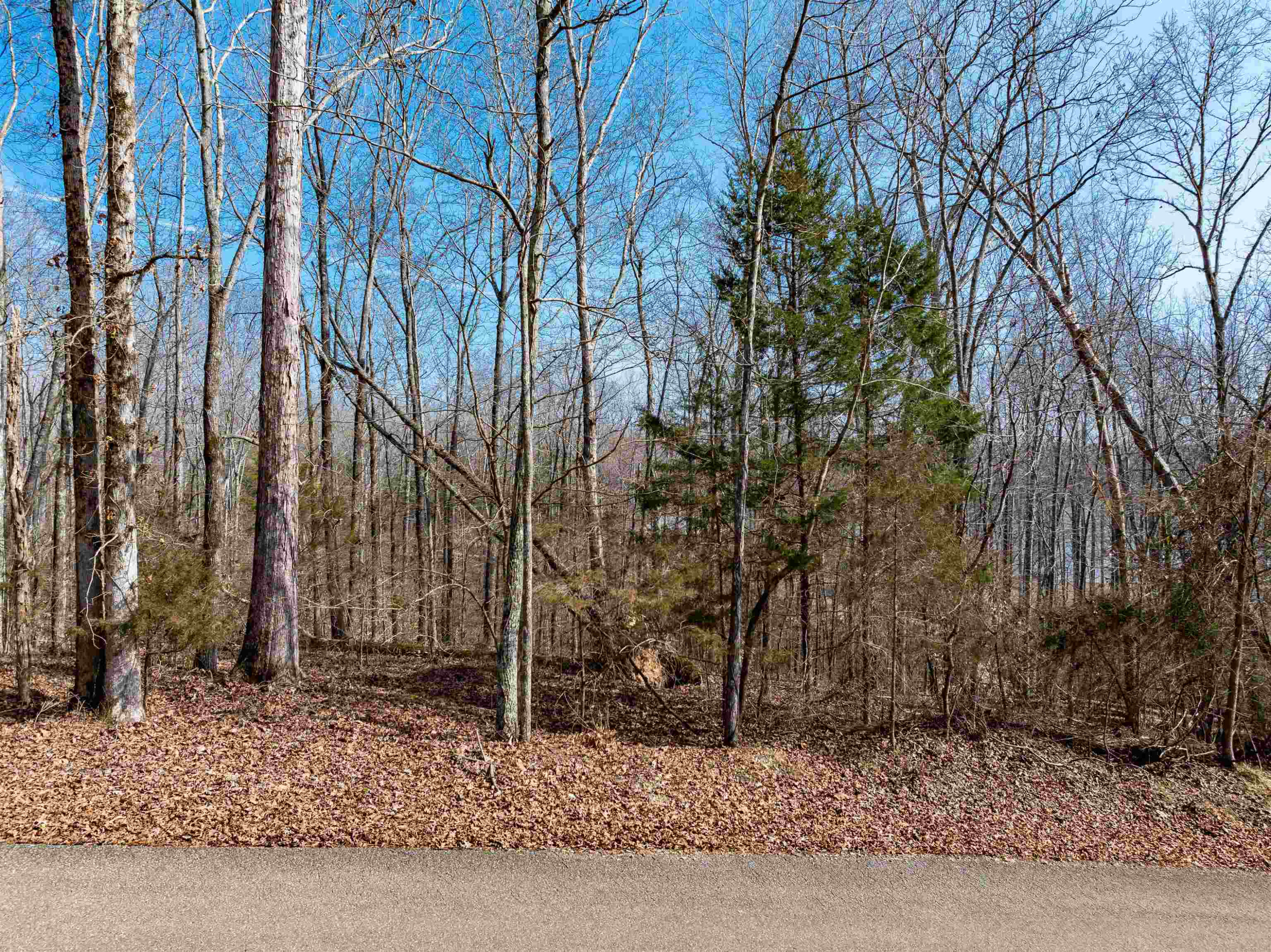 Lot 402 Fawn Ridge Road Parsons, TN 38363 - Photo 7 of 9 a view of a yard with large trees