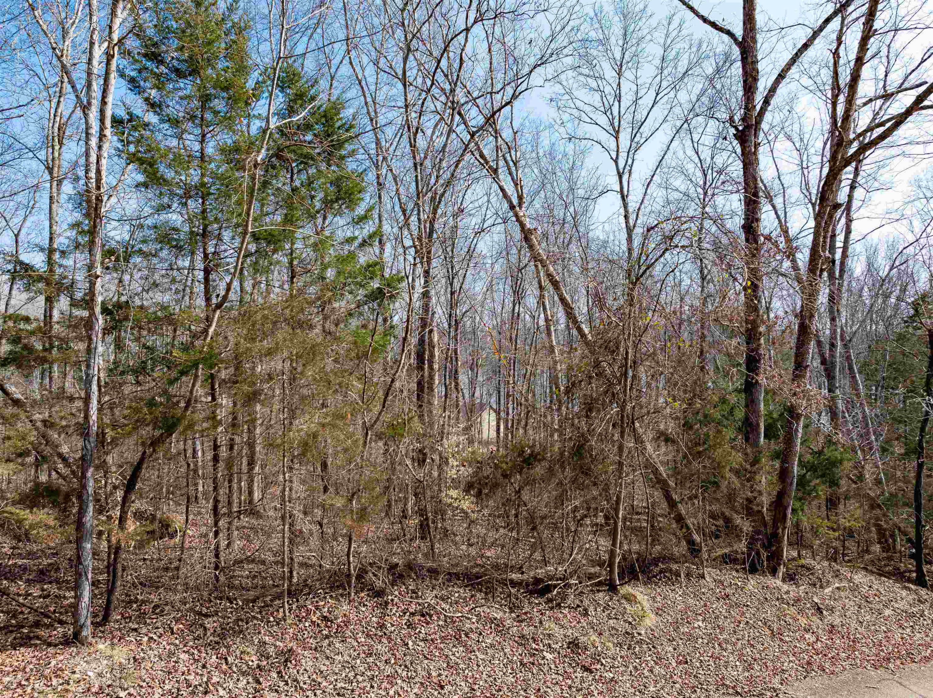 Lot 402 Fawn Ridge Road Parsons, TN 38363 - Photo 8 of 9 a backyard of a house with lots of trees