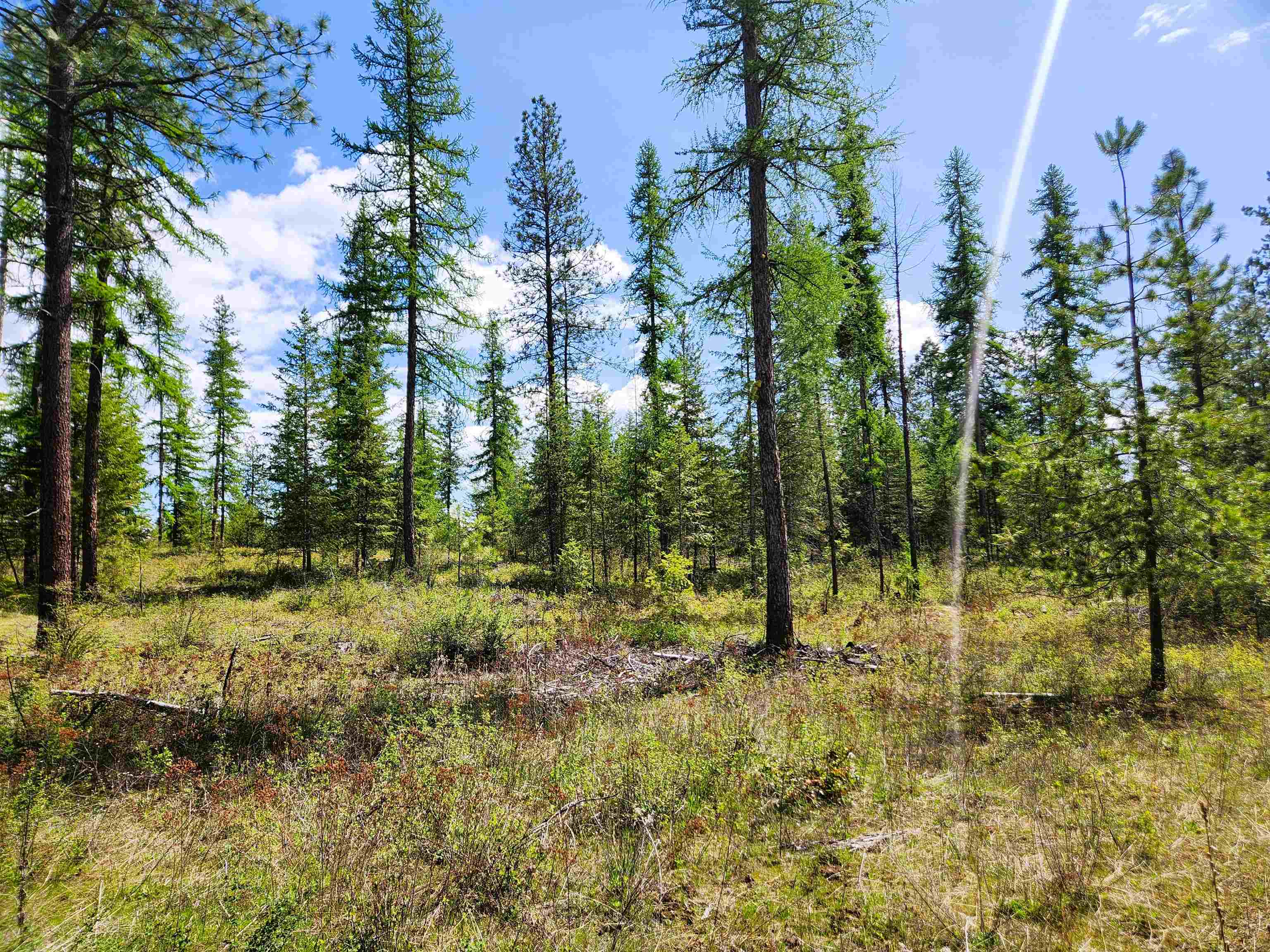 3669 West Jump Off Joe Road Valley, WA 99181 - Photo 2 of 8