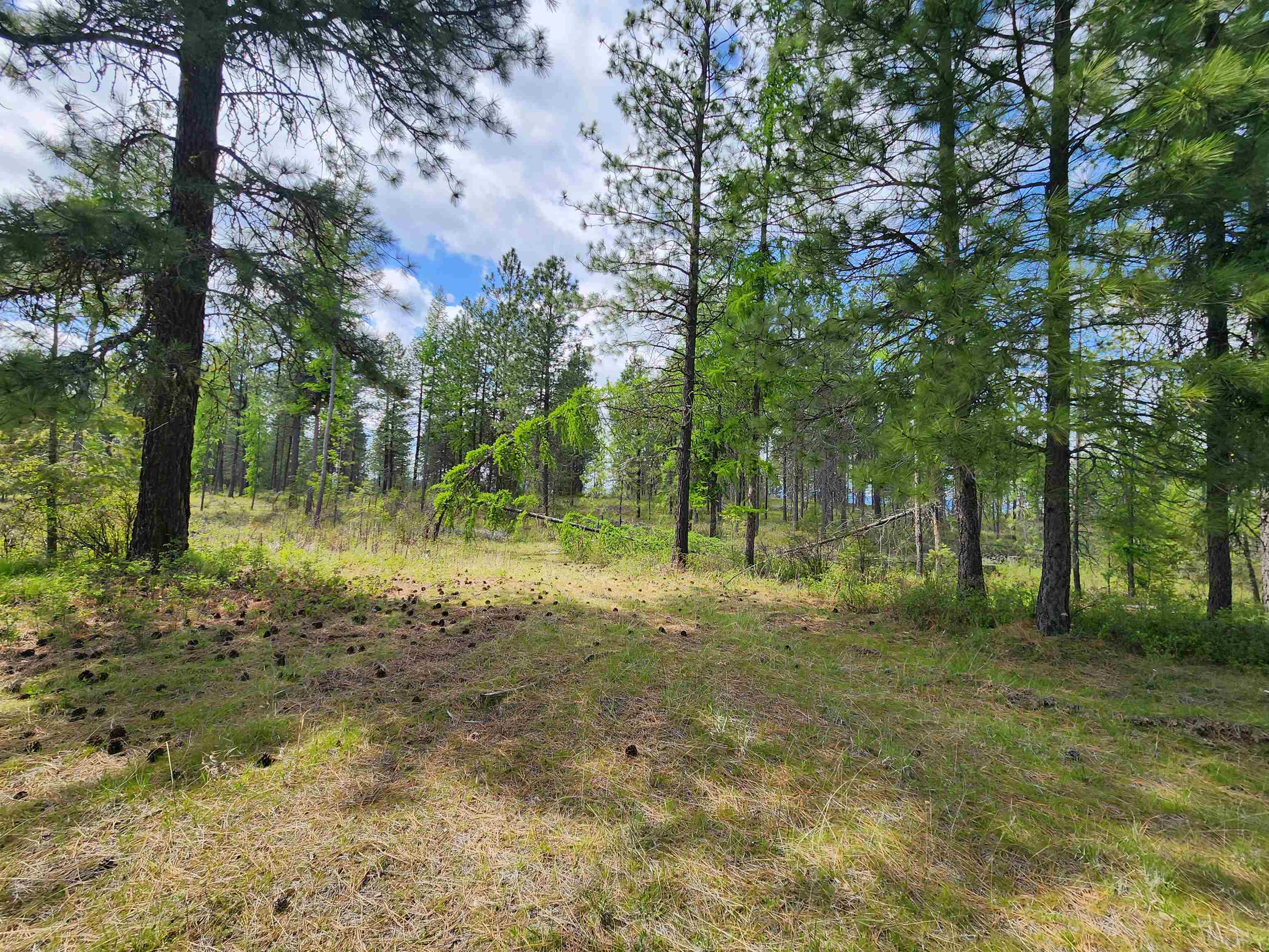 3669 West Jump Off Joe Road Valley, WA 99181 - Photo 3 of 8