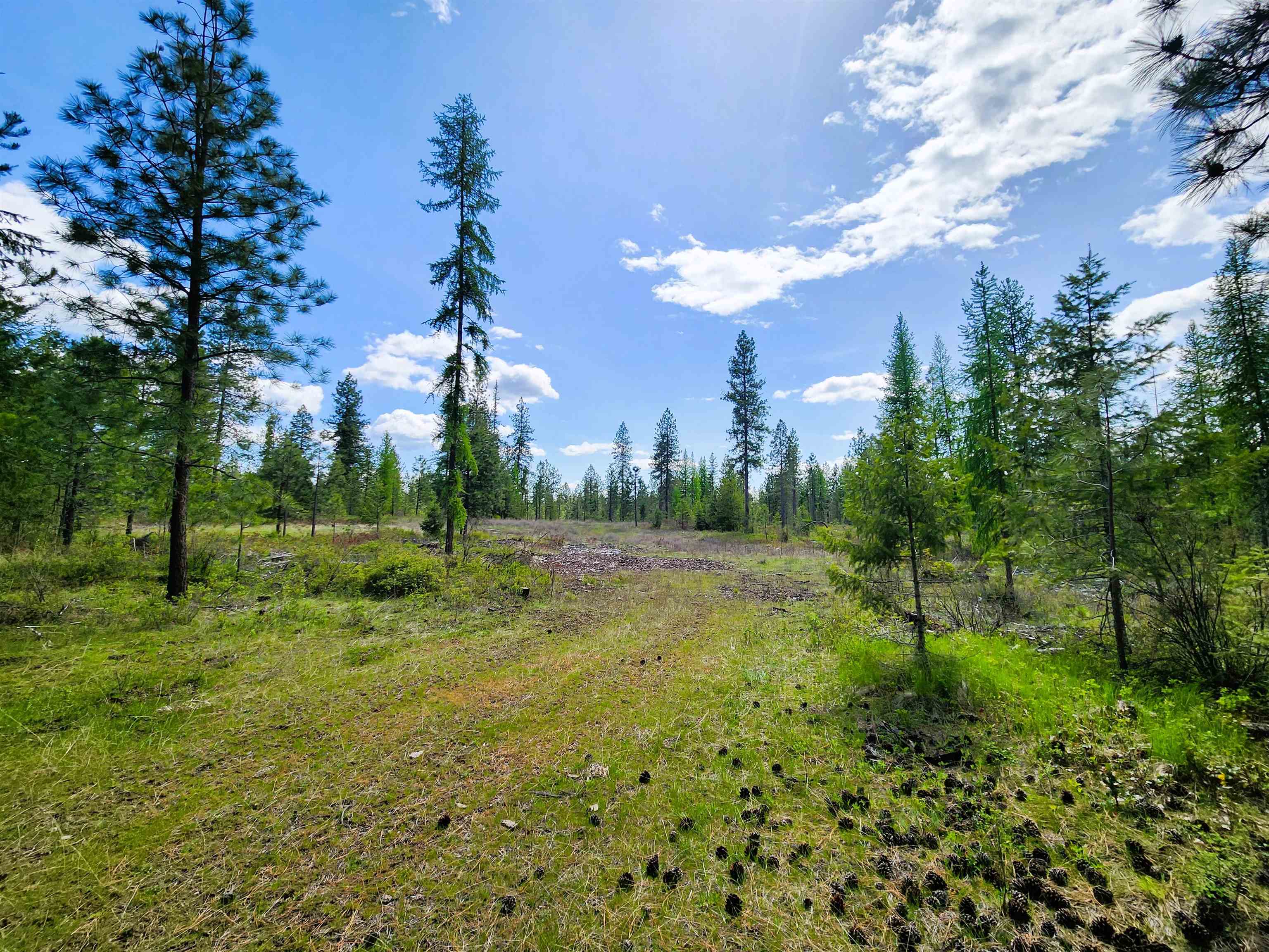 3669 West Jump Off Joe Road Valley, WA 99181 - Photo 4 of 8