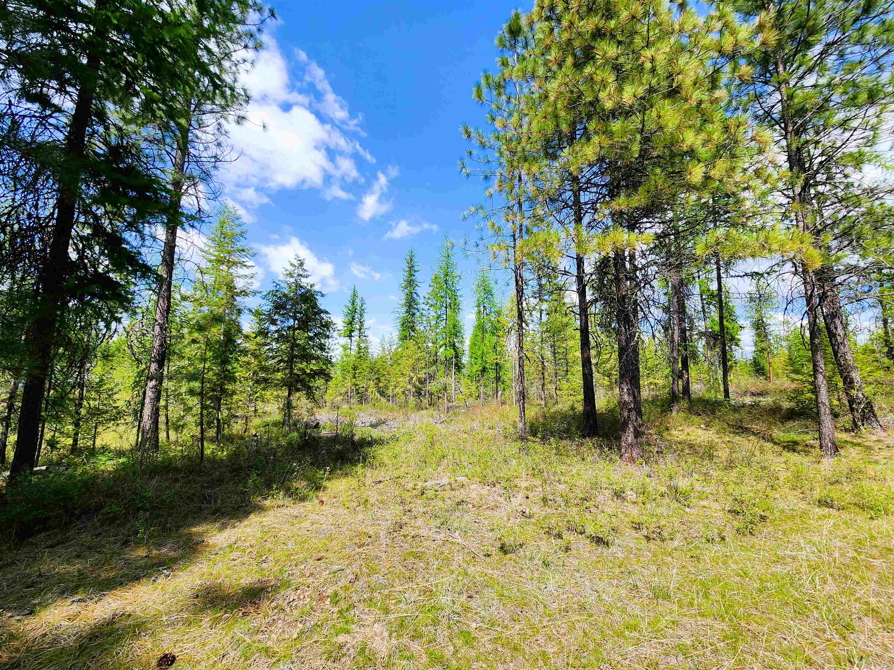 3669 West Jump Off Joe Road Valley, WA 99181 - Photo 5 of 8