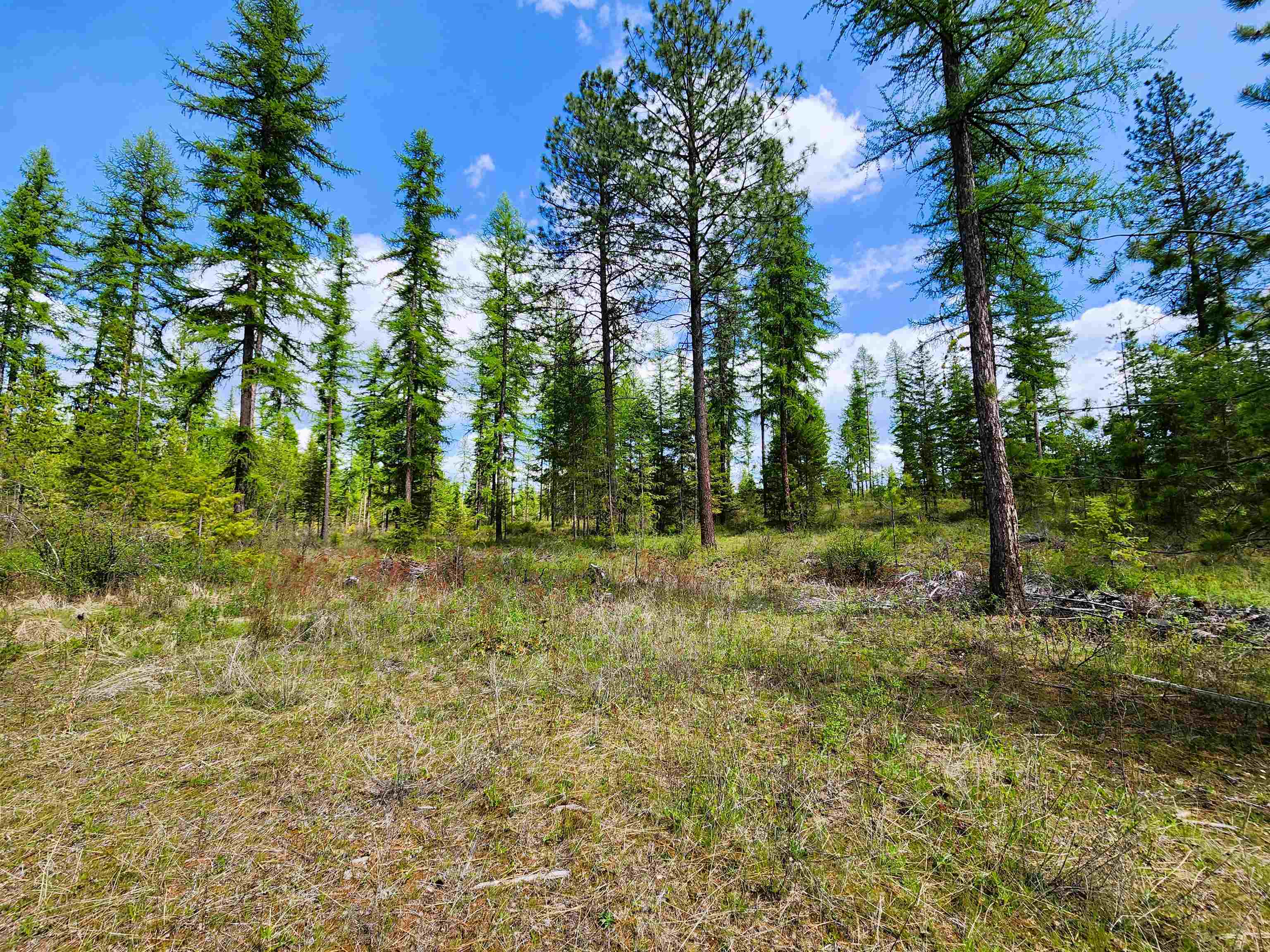 3669 West Jump Off Joe Road Valley, WA 99181 - Photo 6 of 8