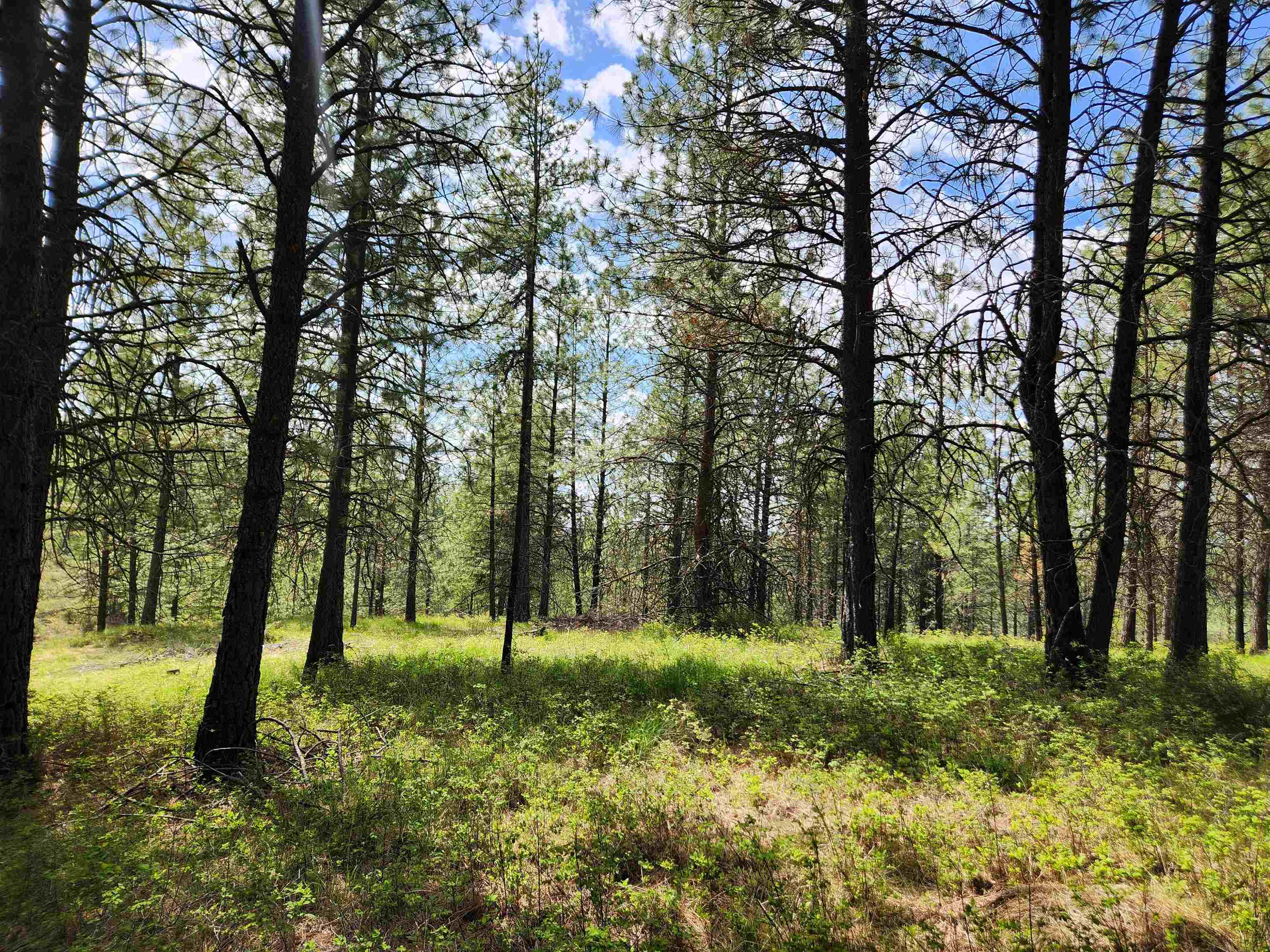 3669 West Jump Off Joe Road Valley, WA 99181 - Photo 7 of 8