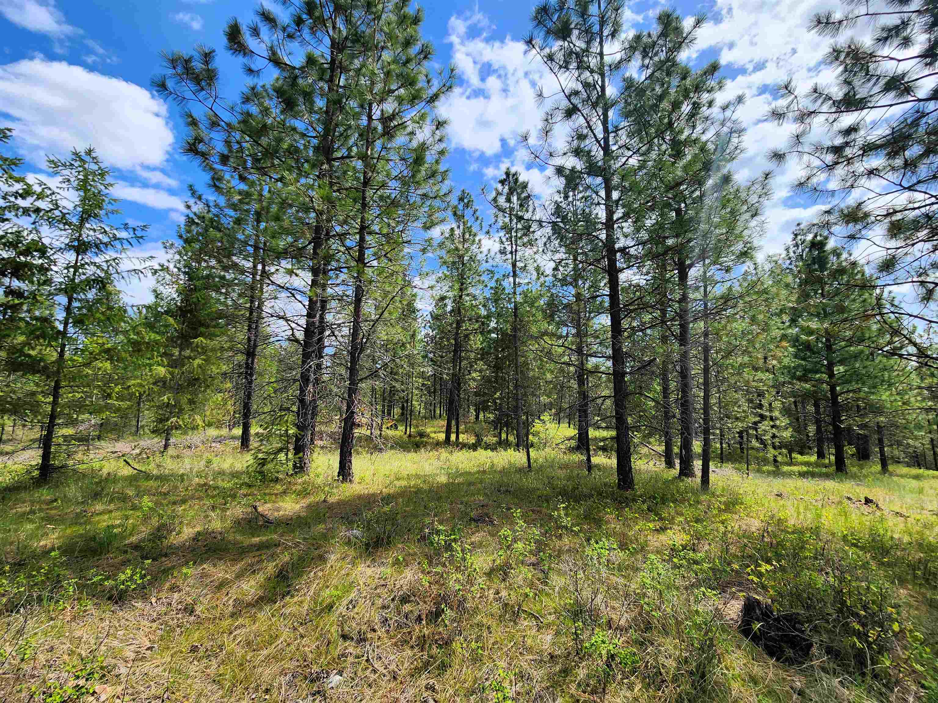 3669 West Jump Off Joe Road Valley, WA 99181 - Photo 8 of 8