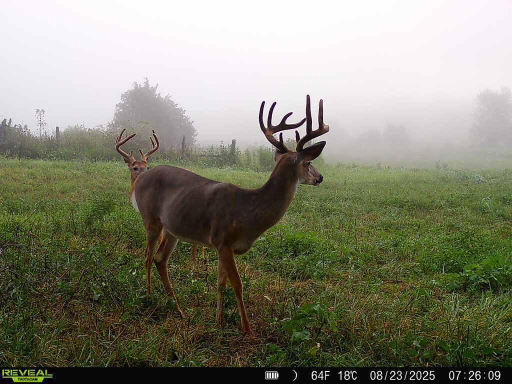 2666 College Hill Road Waco, KY 40385 - Photo 24 of 25 Deer