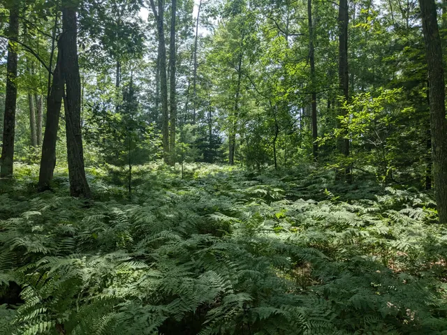 $49,900 | V/l V/l Caberfae Highway, Manistee, MI 49660