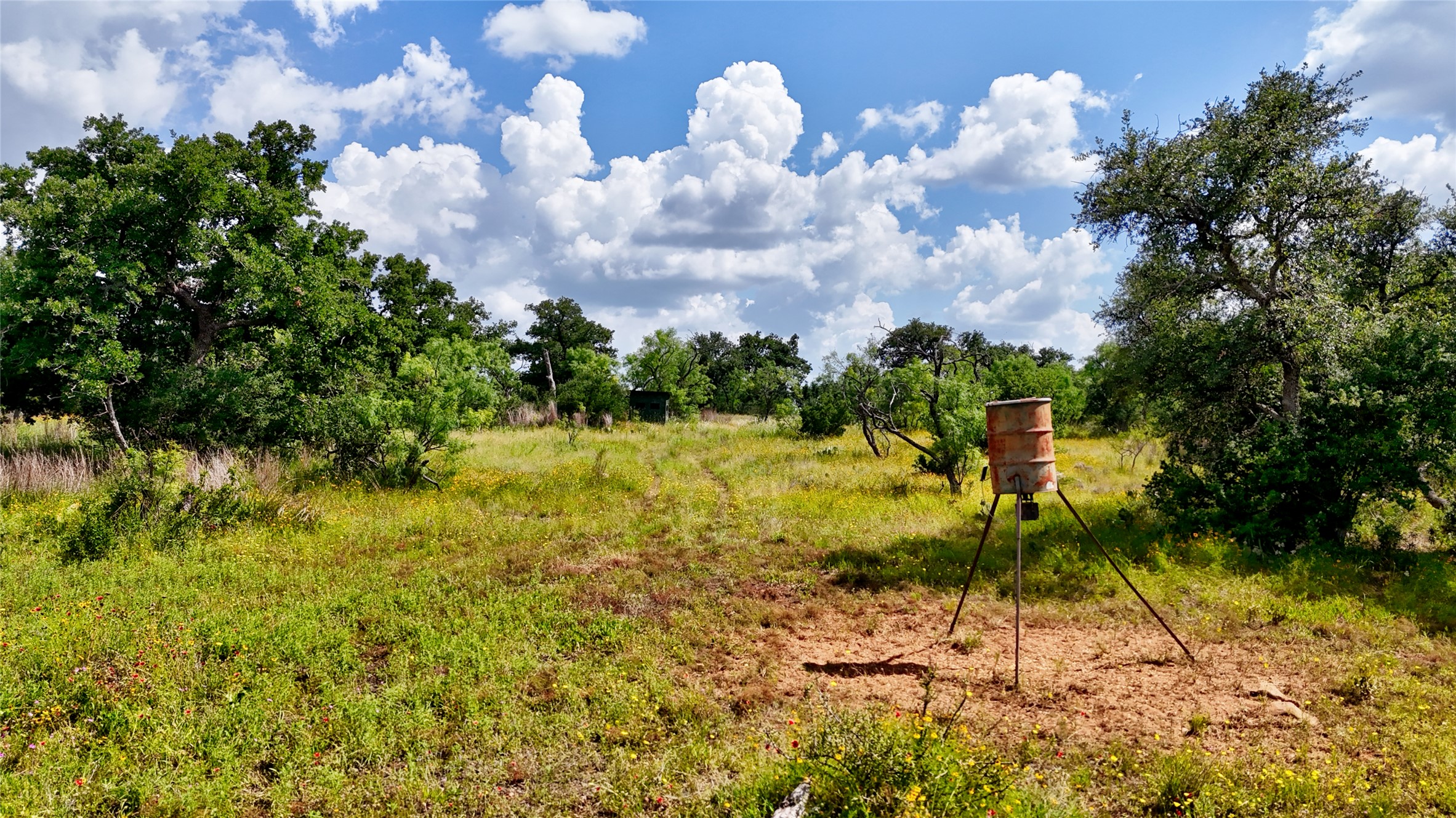 18248 Bode Peak Road Pontotoc, TX 76869 - Photo 10 of 17 A tranquil, natural landscape with diverse trees and verdant grounds, offering a peaceful rural escape.