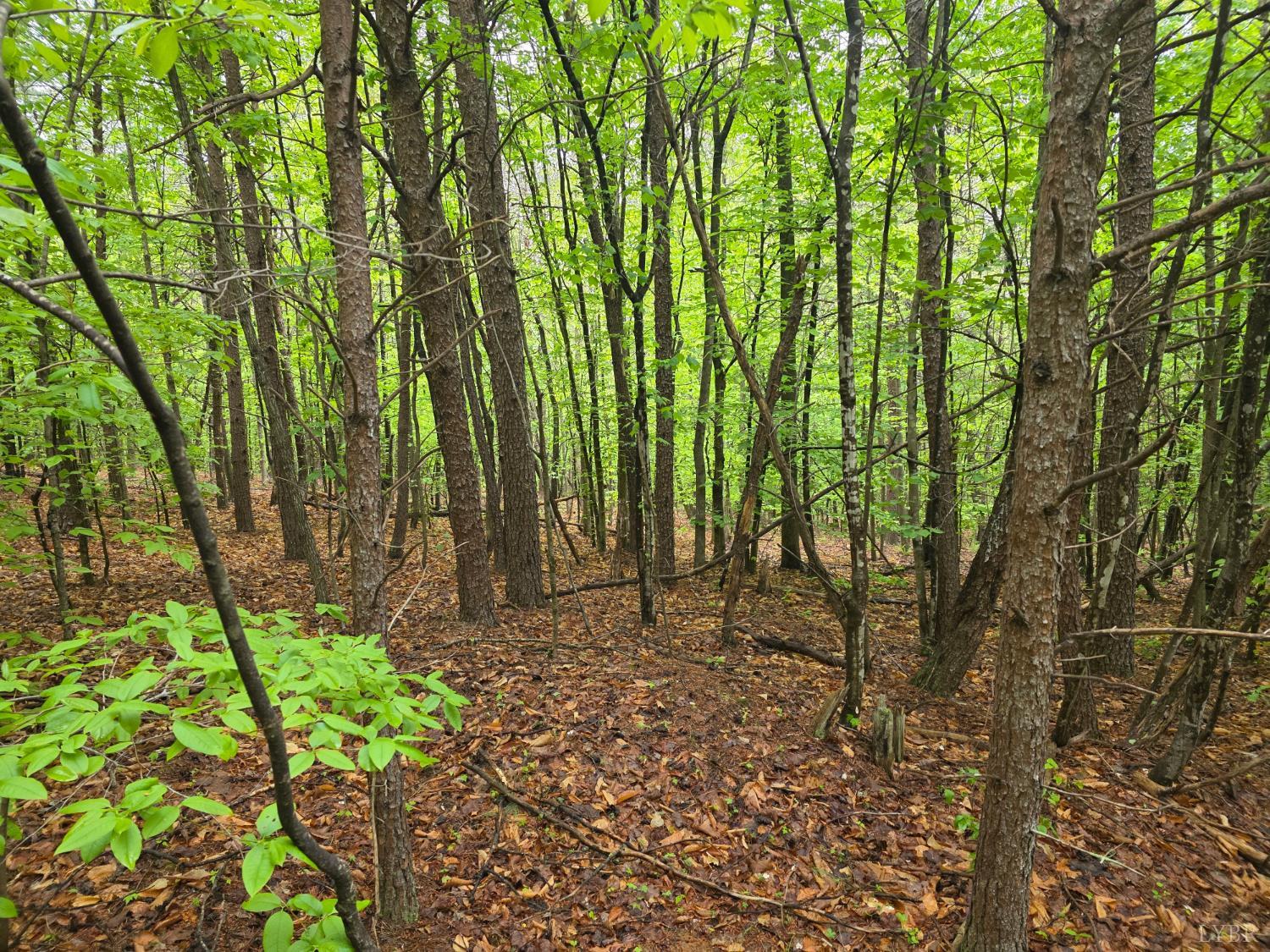 0 Dreaming Creek Road Concord, VA 24538 - Photo 15 of 15