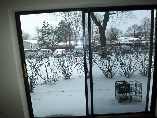 235 North Mill Road, Unit 106B Addison, IL 60101 - Photo 14 of 24 a view of a room with a tree in it