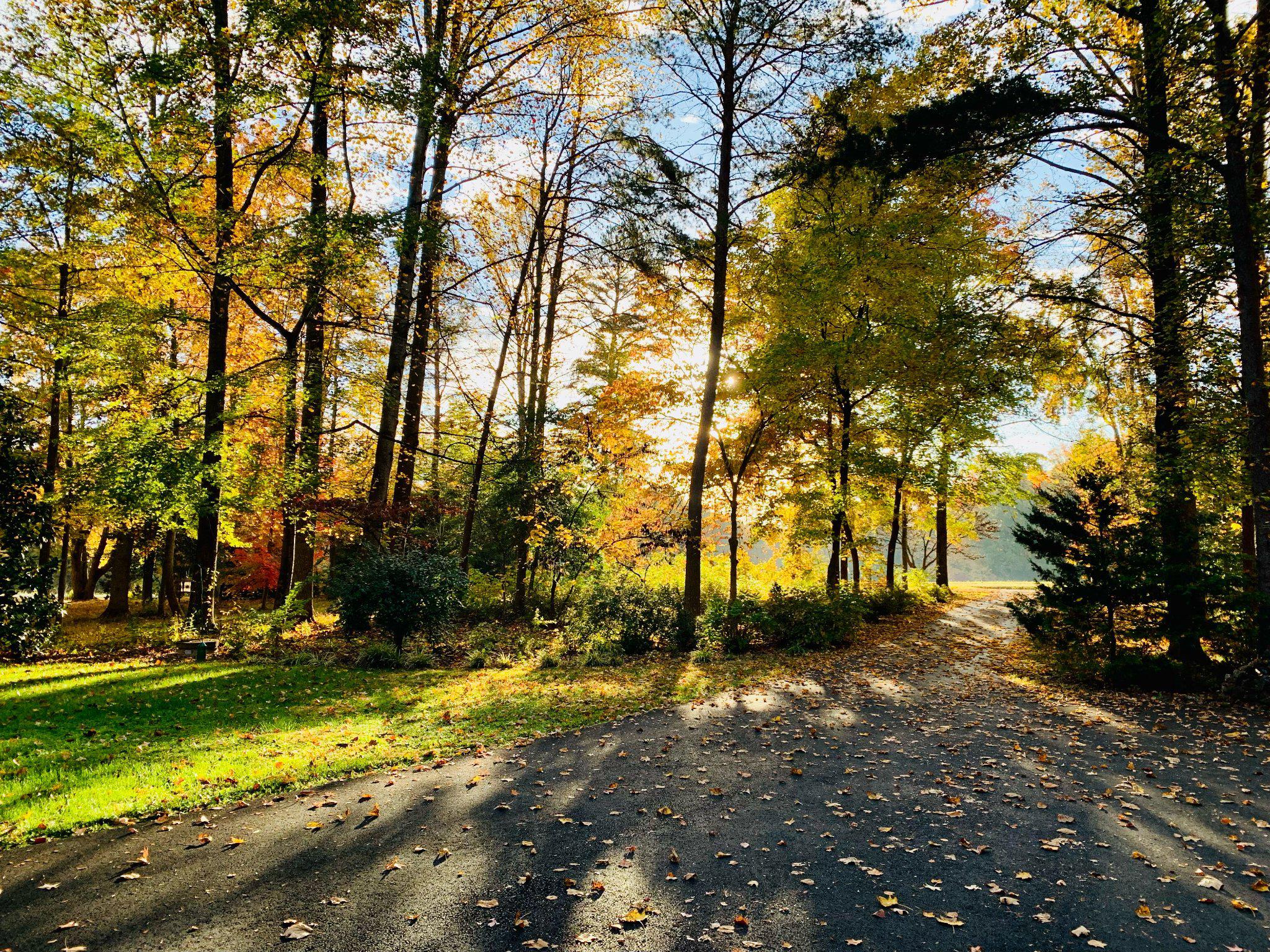 230 Richards Ferry Road Fredericksburg, VA 22406 - Photo 80 of 96 Autumn's golden embrace.