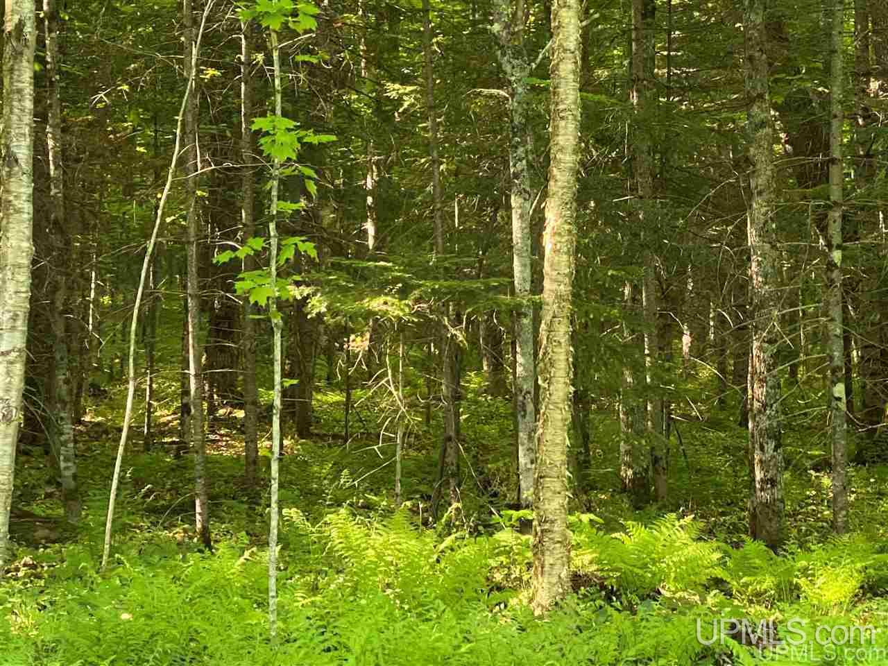 Tbd Smoky Lake Road, Unit 2 Iron River, MI 49935 - Photo 3 of 4