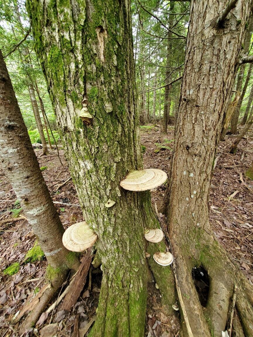 M1 L21-1 Street Princeton, ME 04668 - Photo 11 of 19 20230617_125138_resized