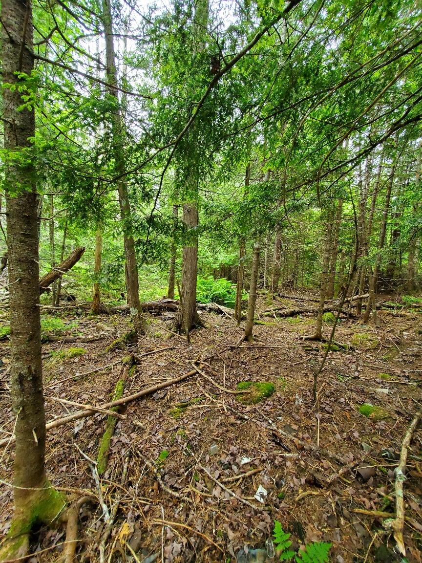 M1 L21-1 Street Princeton, ME 04668 - Photo 12 of 19 20230617_125156_resized