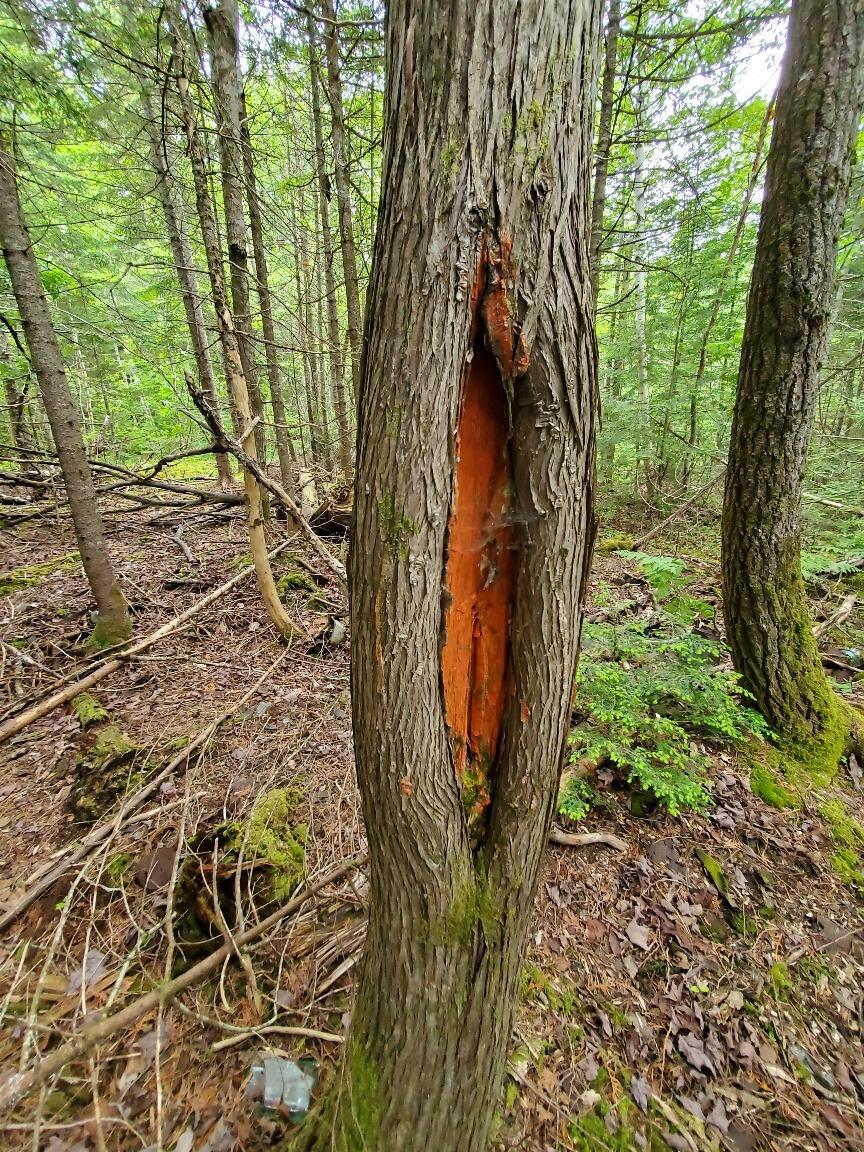 M1 L21-1 Street Princeton, ME 04668 - Photo 13 of 19 old Georgia-Pacific boundary east side