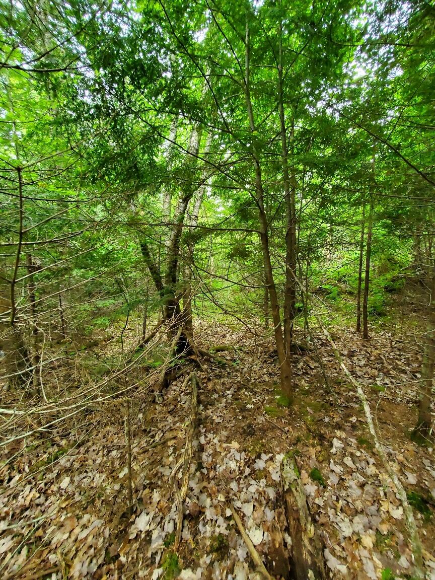 M1 L21-1 Street Princeton, ME 04668 - Photo 14 of 19 20230617_125318_resized